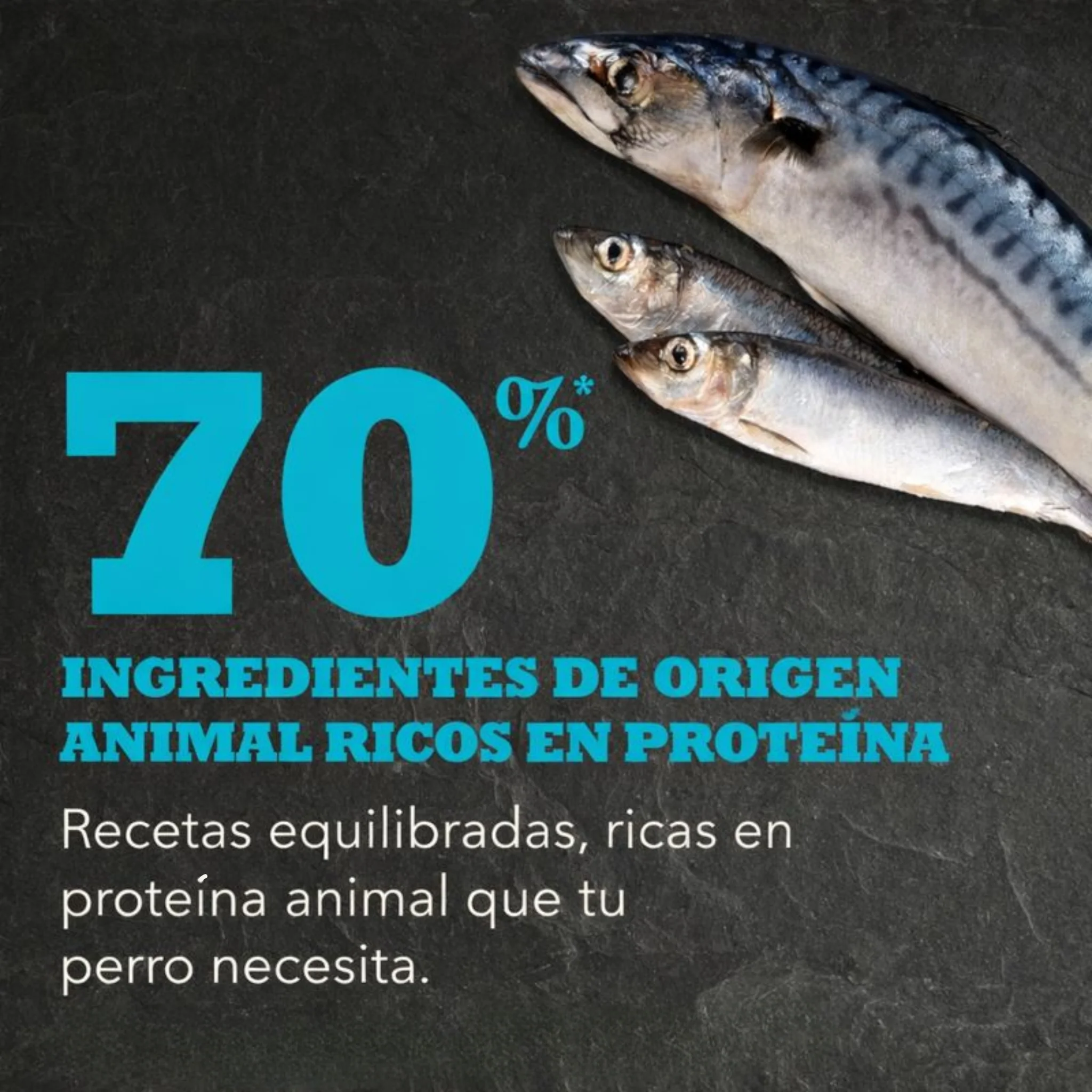 ACANA Wild Atlantic | Alimento Premium con Pescado para Perros - Image 3