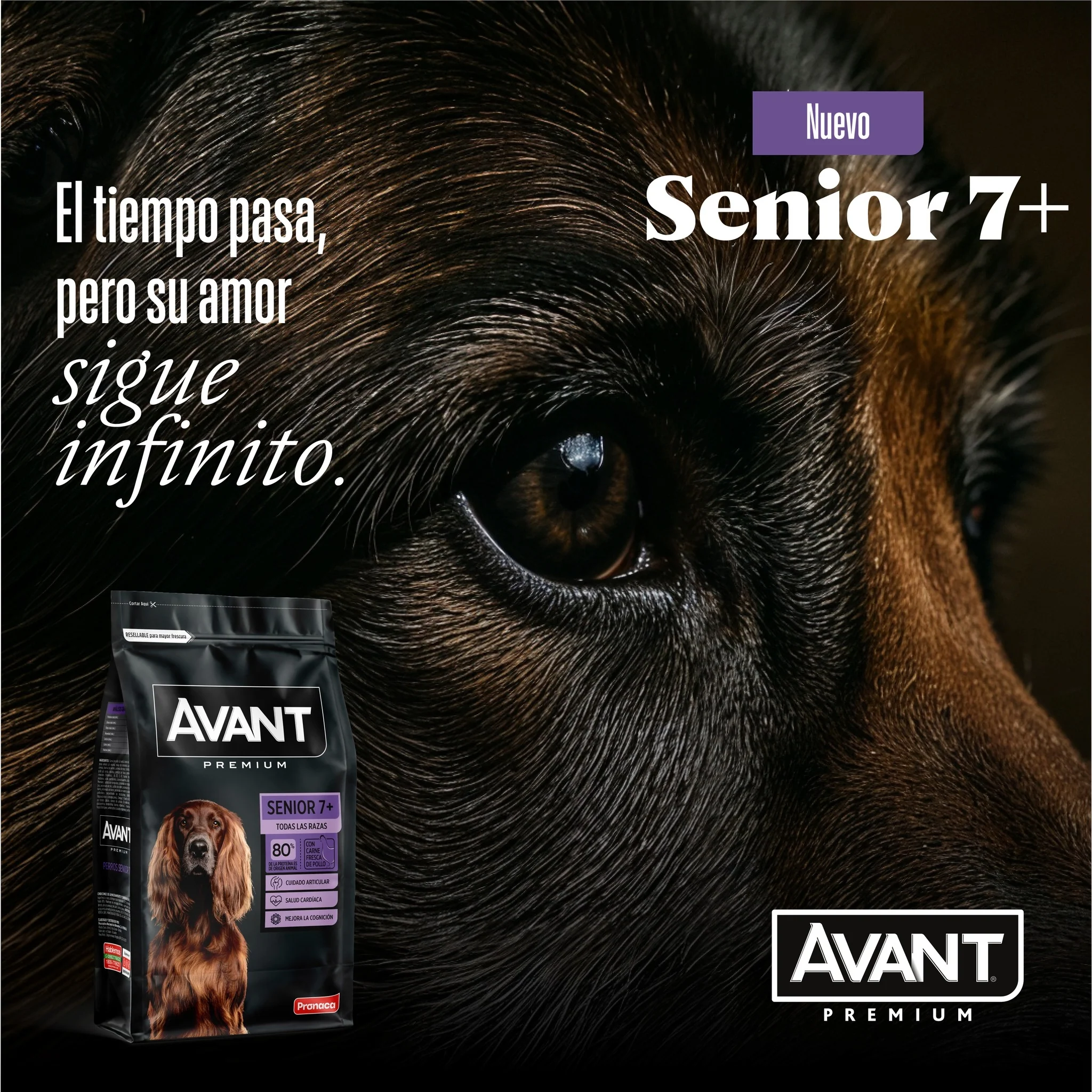 Avant Adulto Senior - Image 3