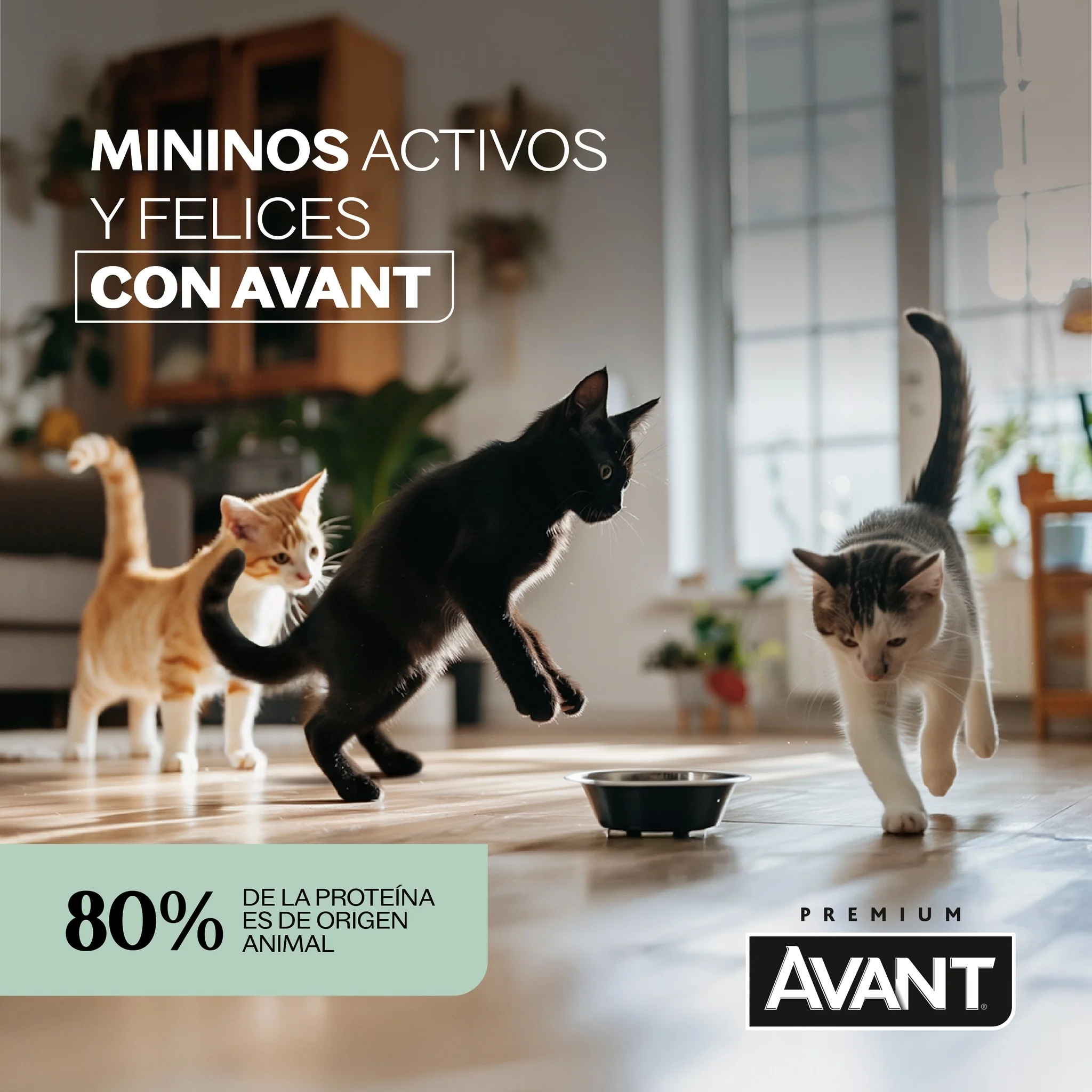 AVANT GATO ADULTO 7 kg Alimento para gato sabor Pollo - Image 3