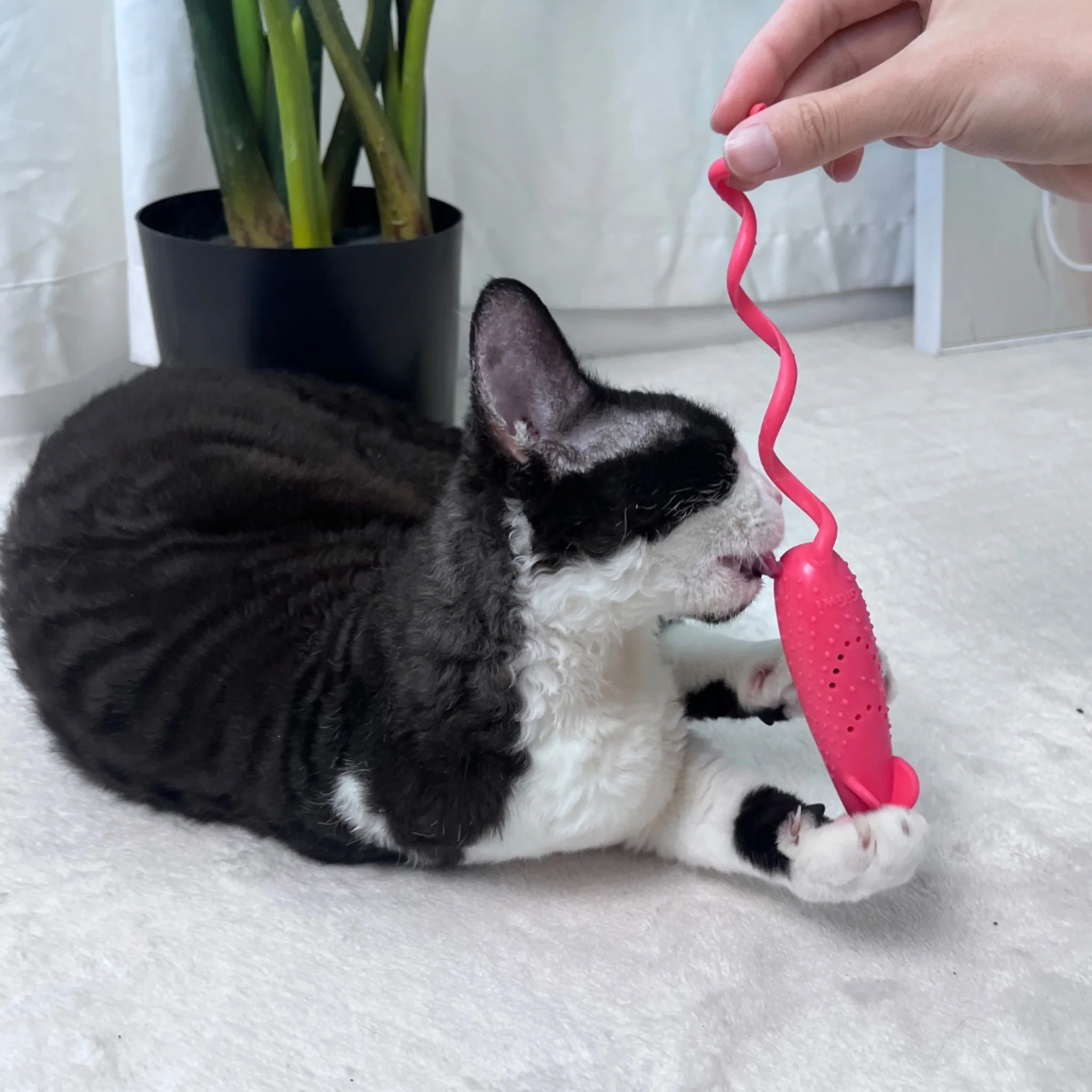 GiGwi Roll-Tailed Mouse – Juguete Interactivo Dental para Gatos con Catnip - Image 4
