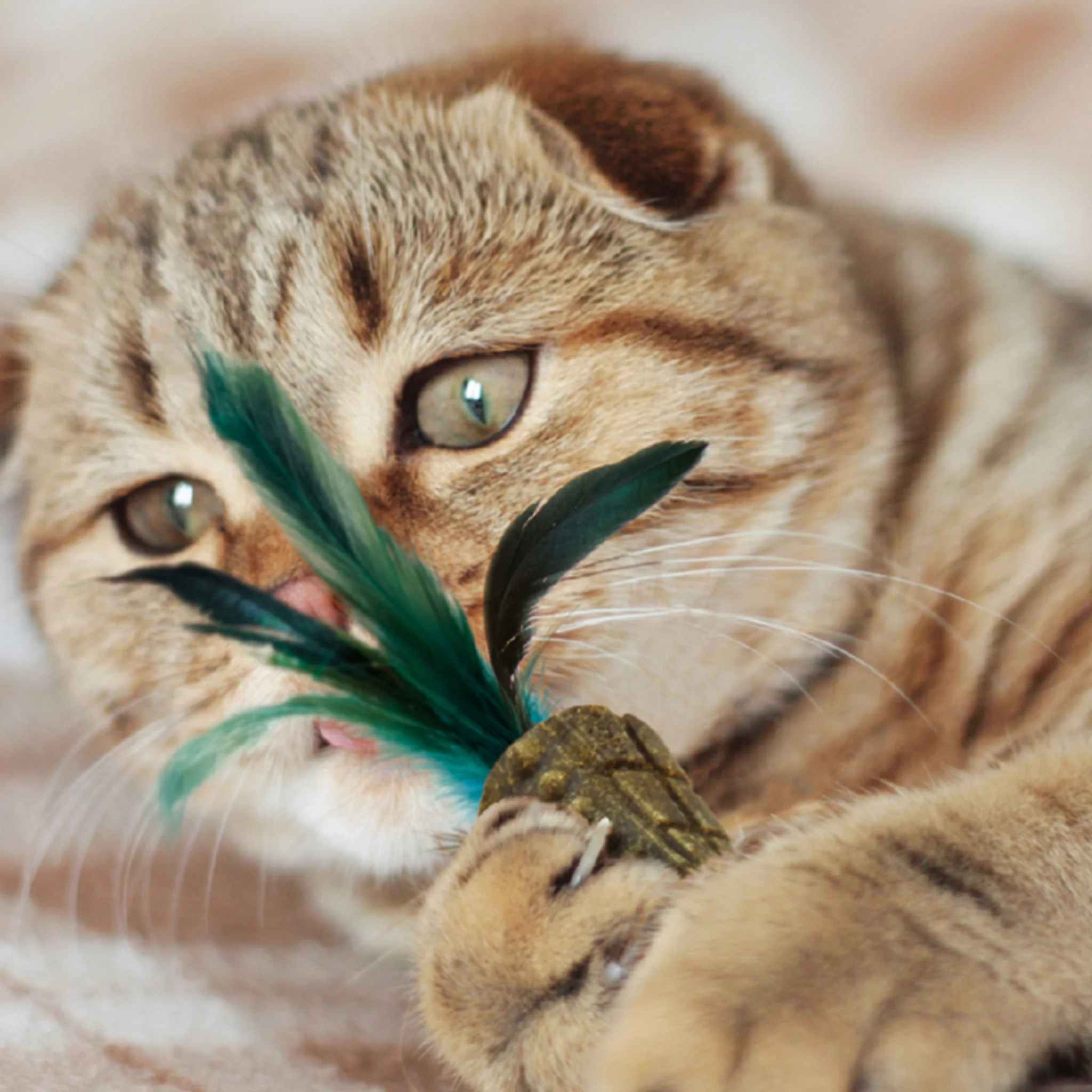 GiGwi Johnny Stick con Catnip - Juguete para Gatos - Image 5