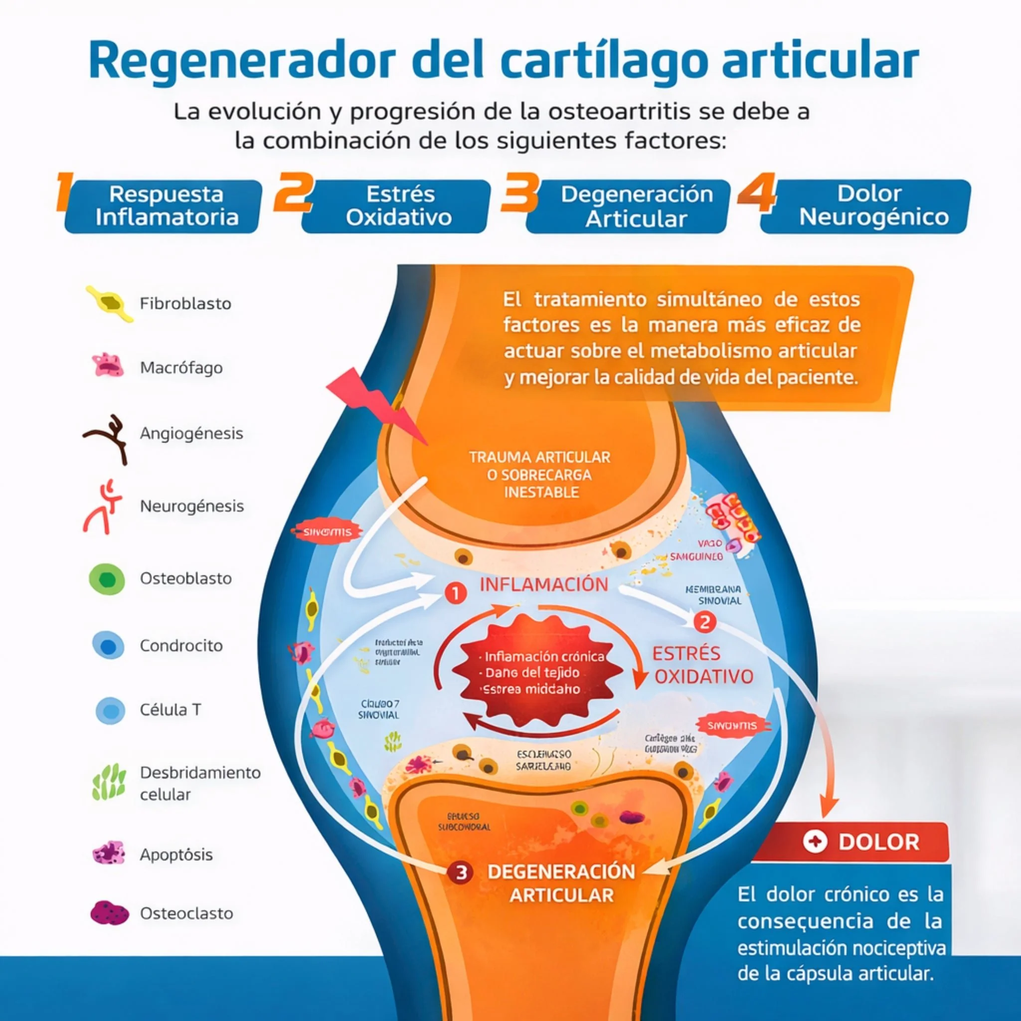 Confis Ultra Soporte Articular para osteoartritis - Image 3