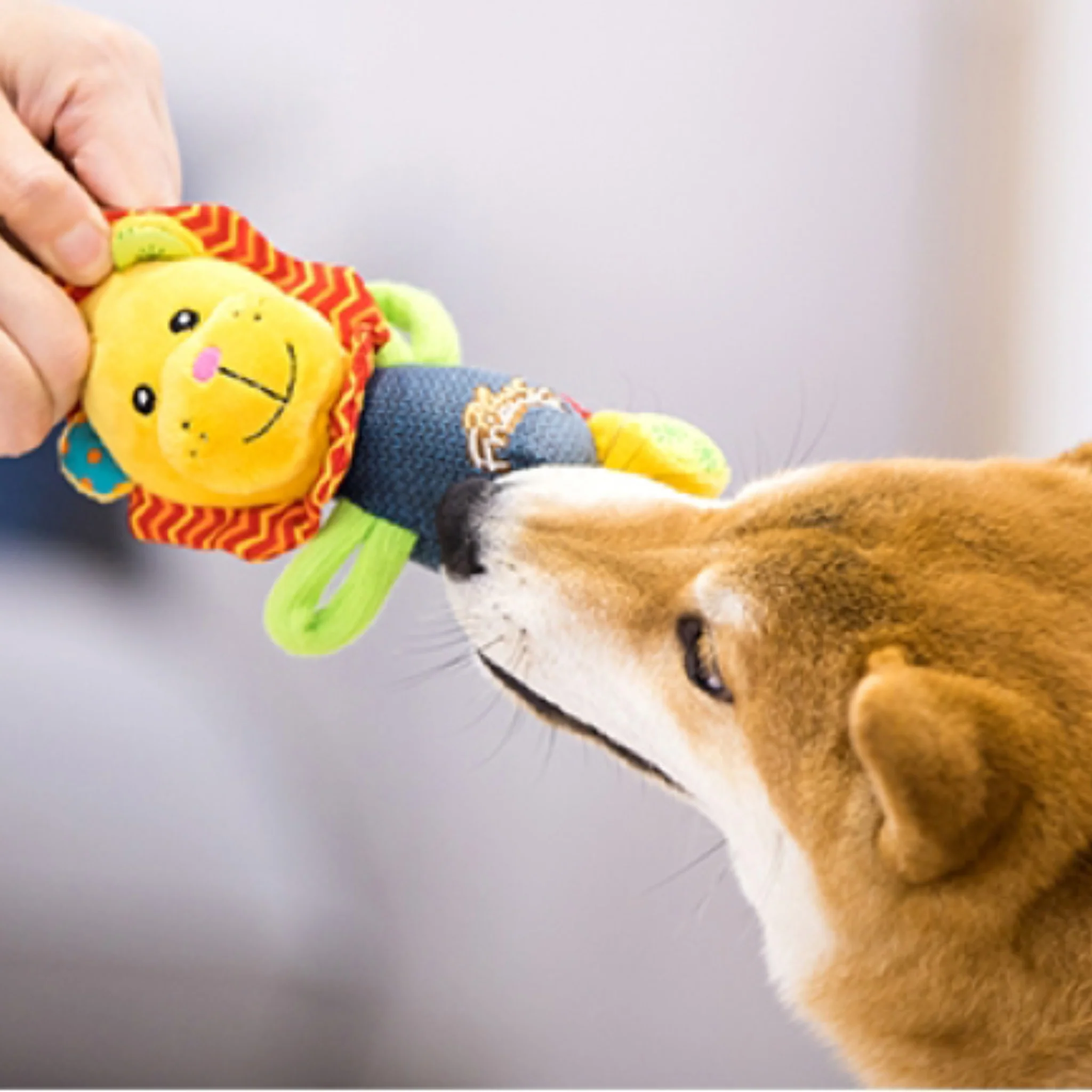 Juguete GIGWI Plush Friendz – León de Felpa - Image 6