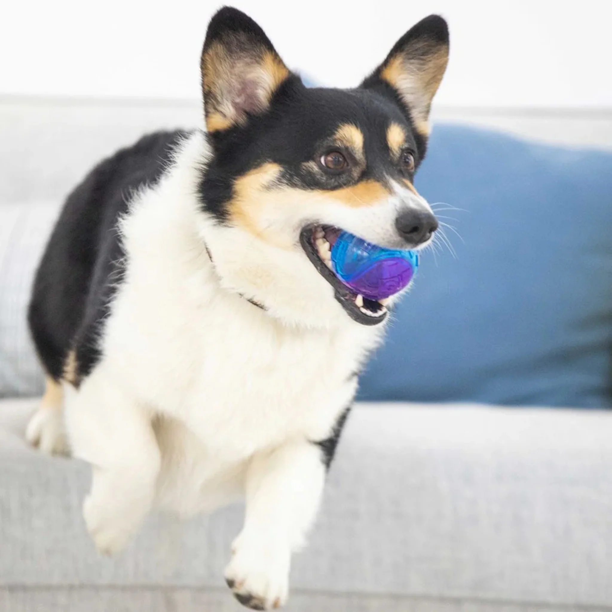 Juguete para perro GIGWI Squeaker Ball Set S - Image 3