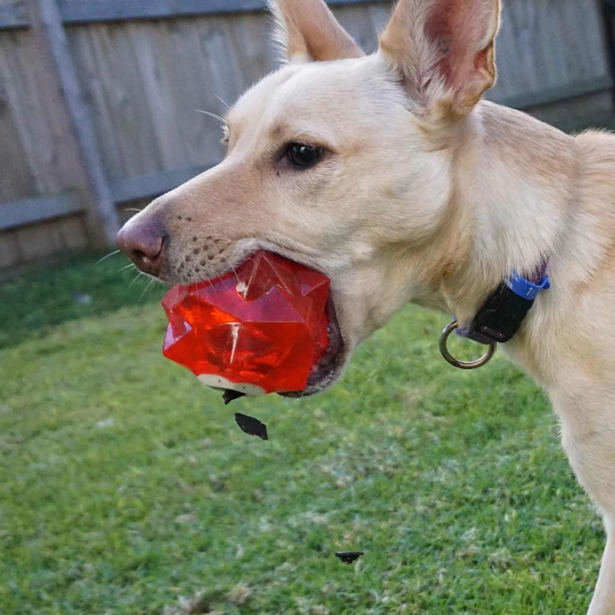 Juguete para perro GIGWI Monster Eye Ball - Image 4