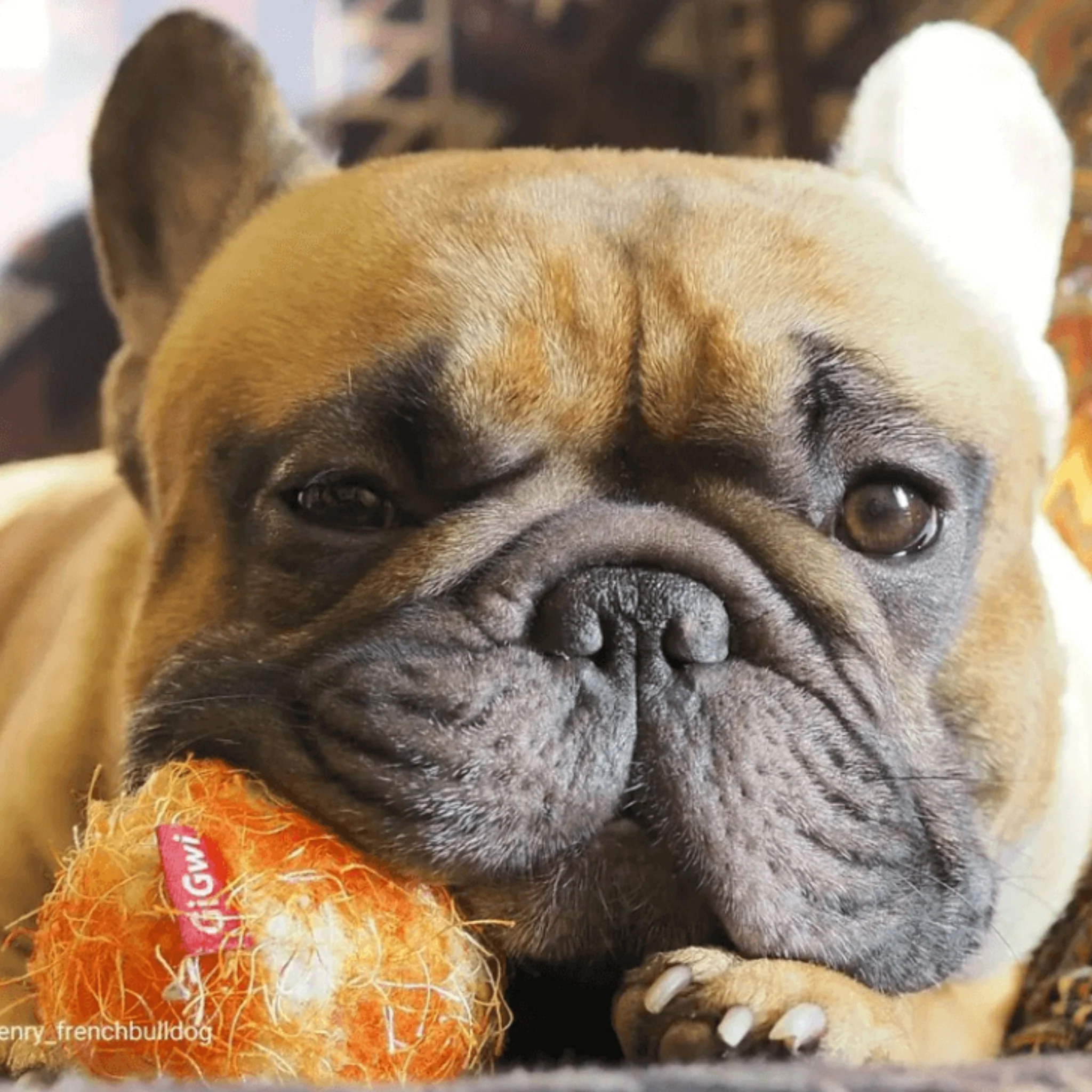 Juguete para perro GIGWI Crazy Ball Orange - Image 3