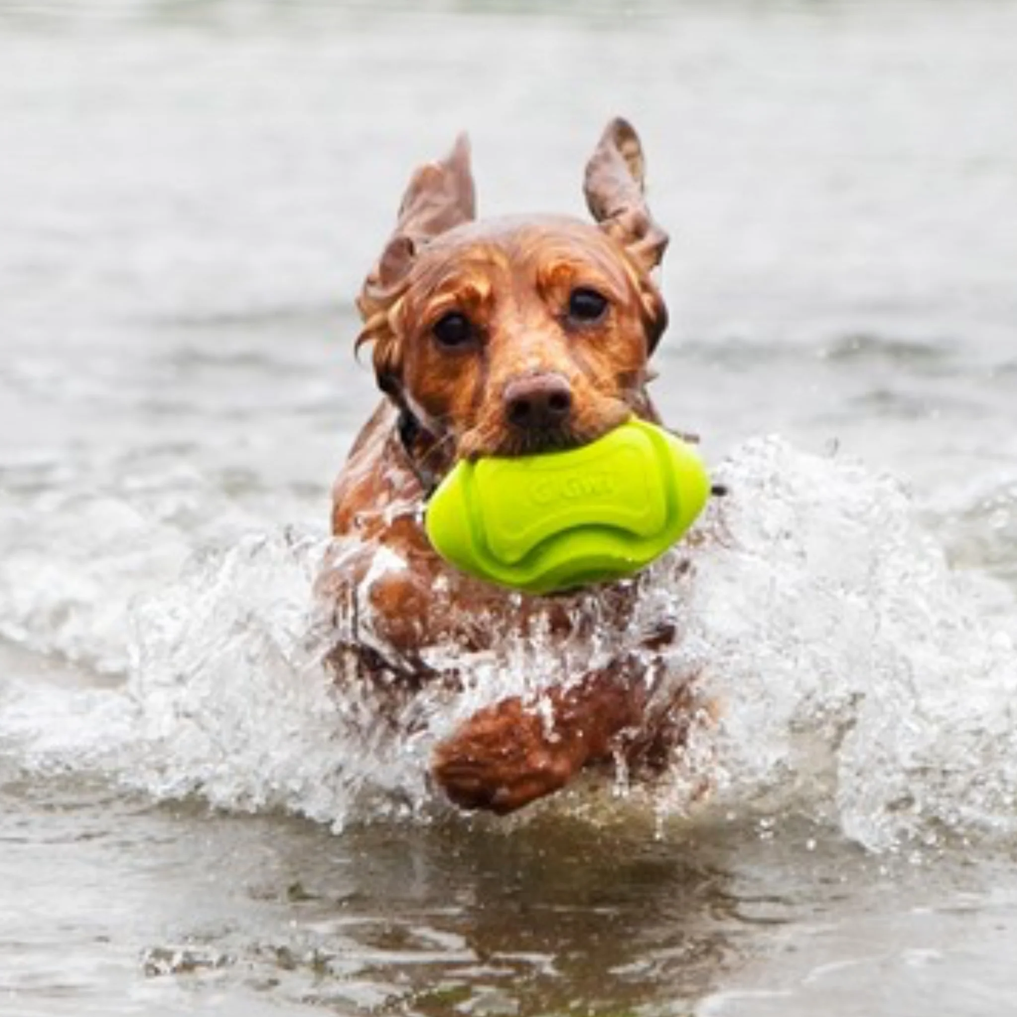 Juguete para perro GIGWI Foamer TPR Rugby Green - Image 3