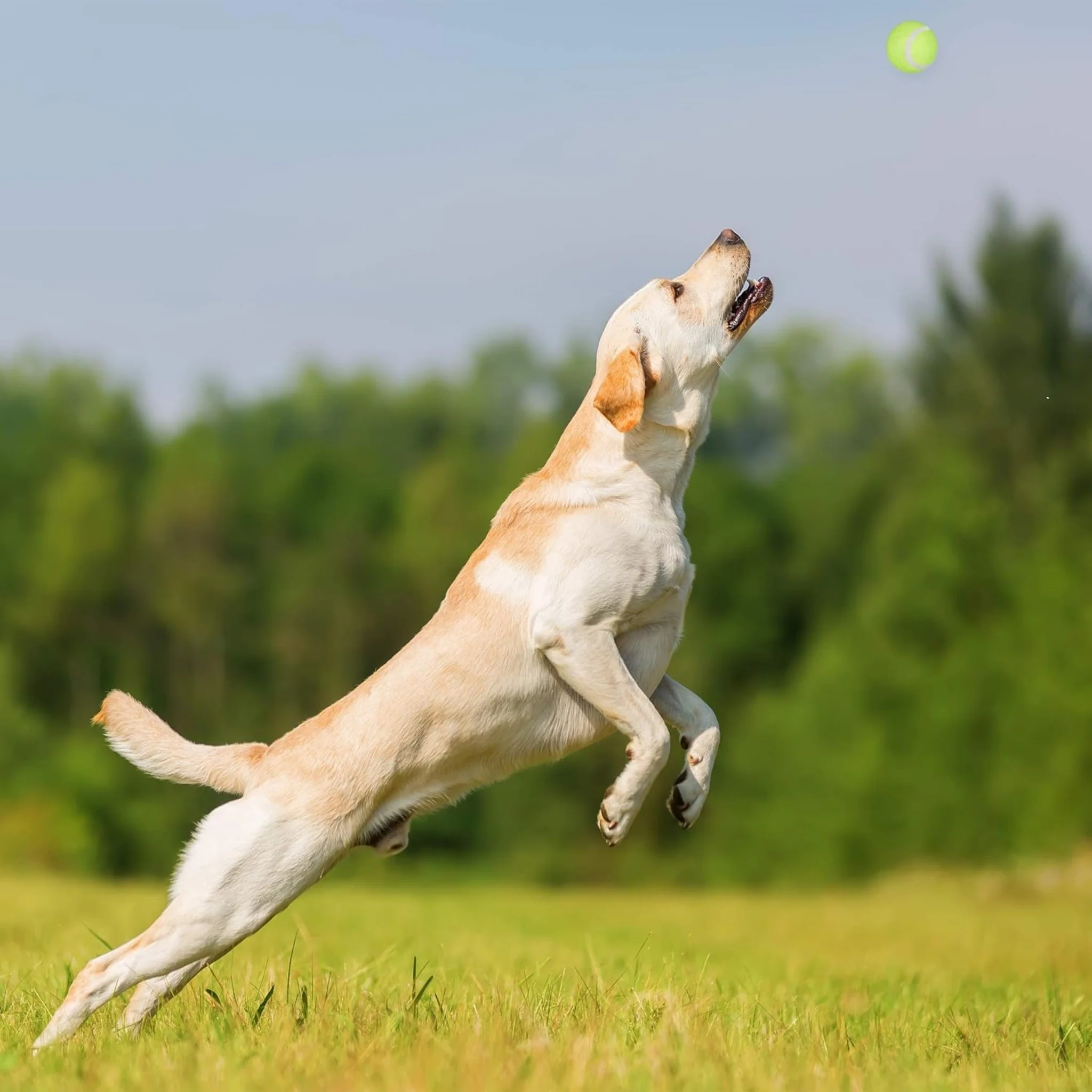 Lanzador de Pelotas para Perros – Juguete Interactivo para Ejercicio y Entrenamiento - Image 3