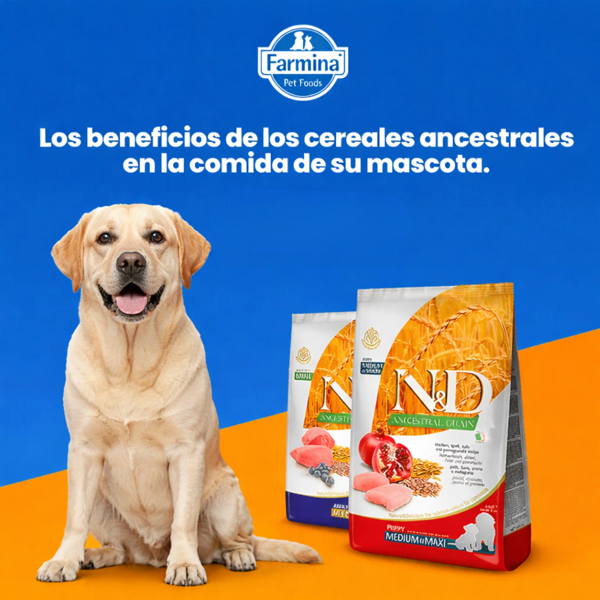 N&D Ancestral Grain Cordero Adulto Medium - Image 4