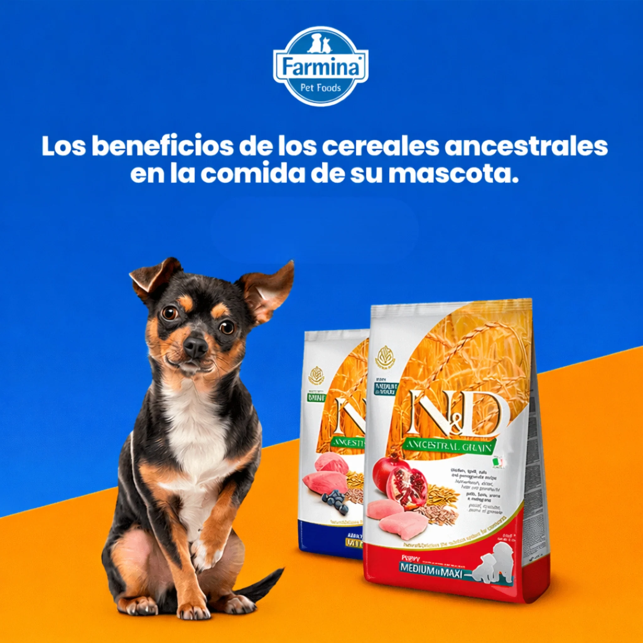 N&D Ancestral Grain Cordero Adult Mini 2.5 kg – Alimento Premium para Perros - Image 4
