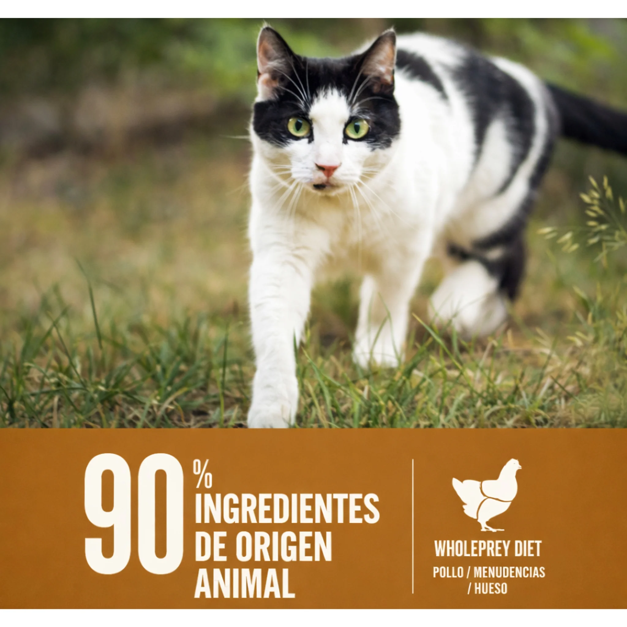 ORIJEN Original Cat & Kitten – Comida Natural para Gatos de Todas las Edades - Image 5
