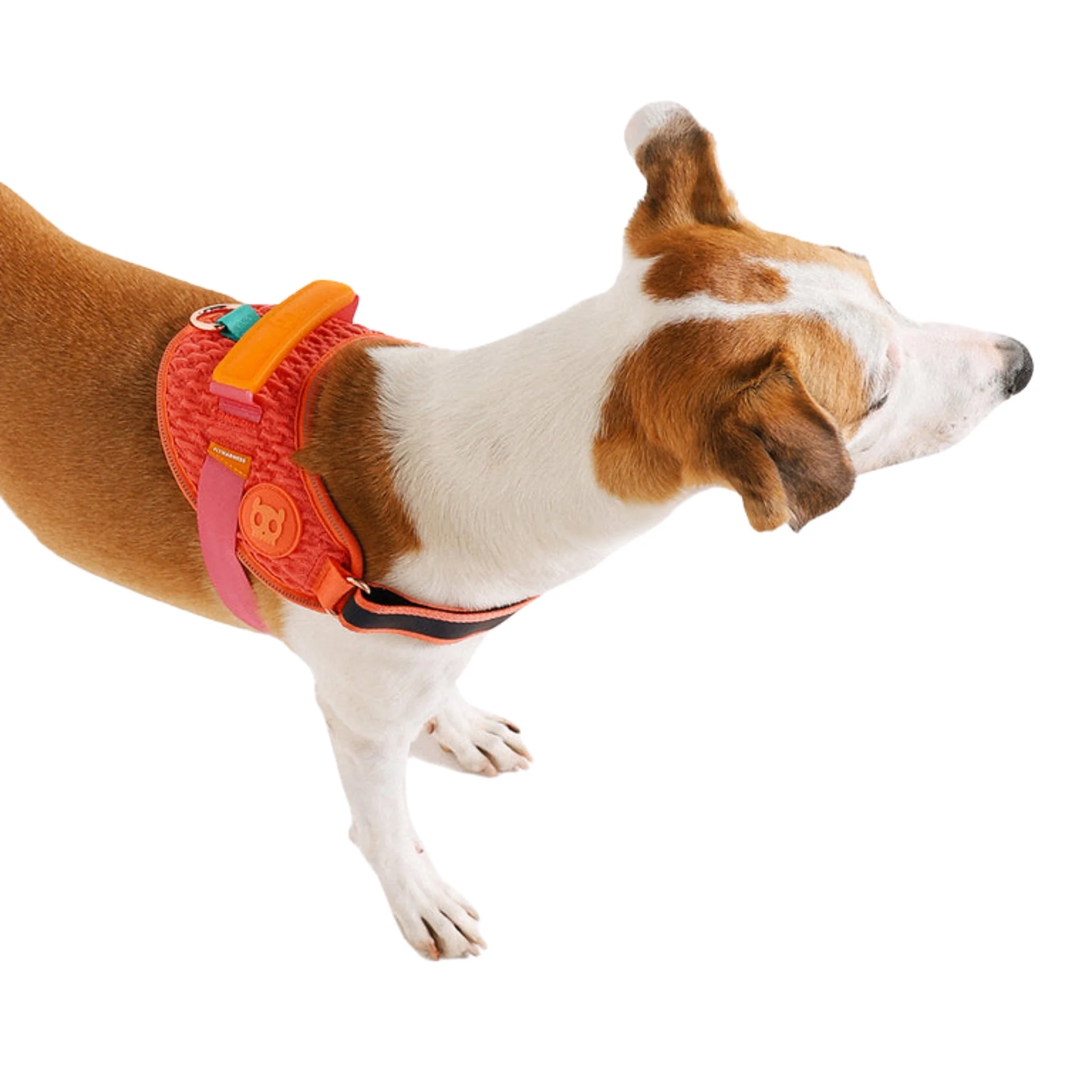 Pechera ZeeDog Gazelle FlyHarness – Ajustable y Ergonómica - Image 3