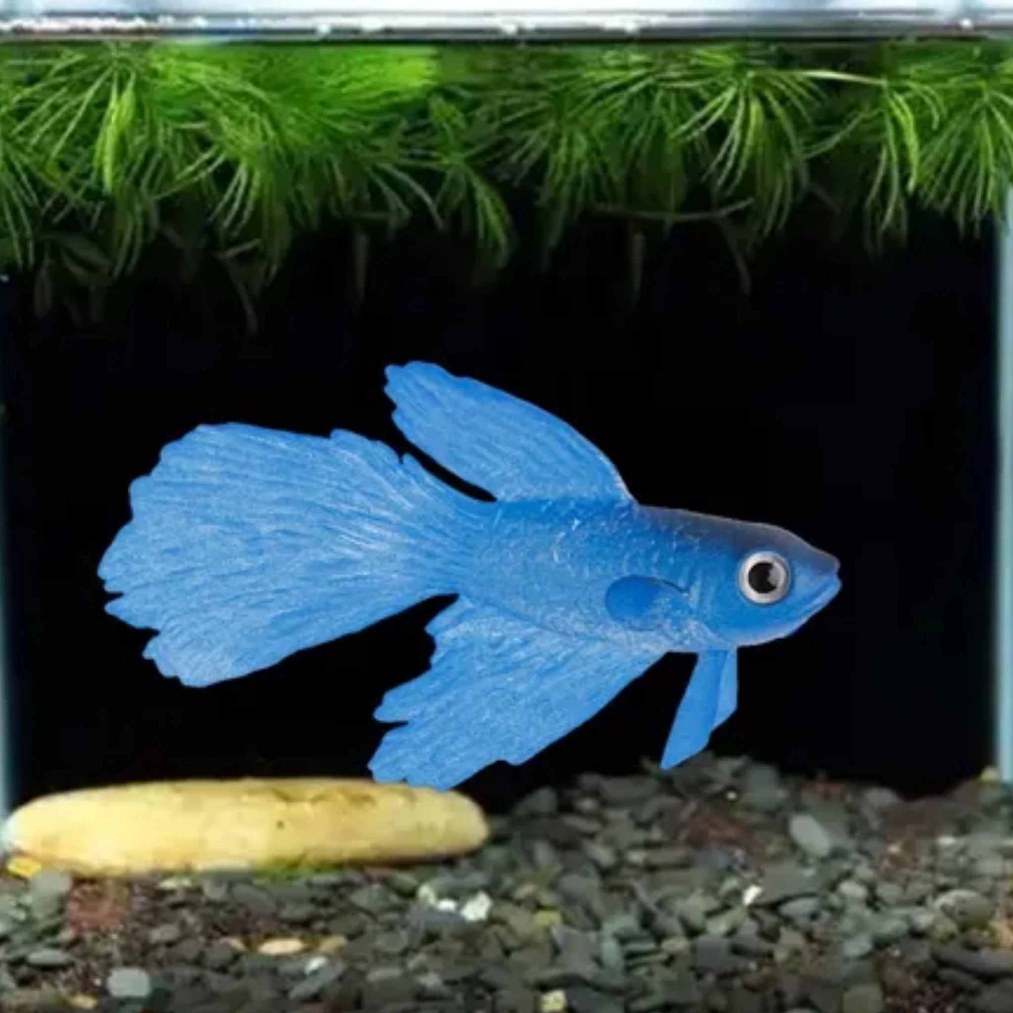 Pez Betta Artificial de Silicona para Acuario - Image 3