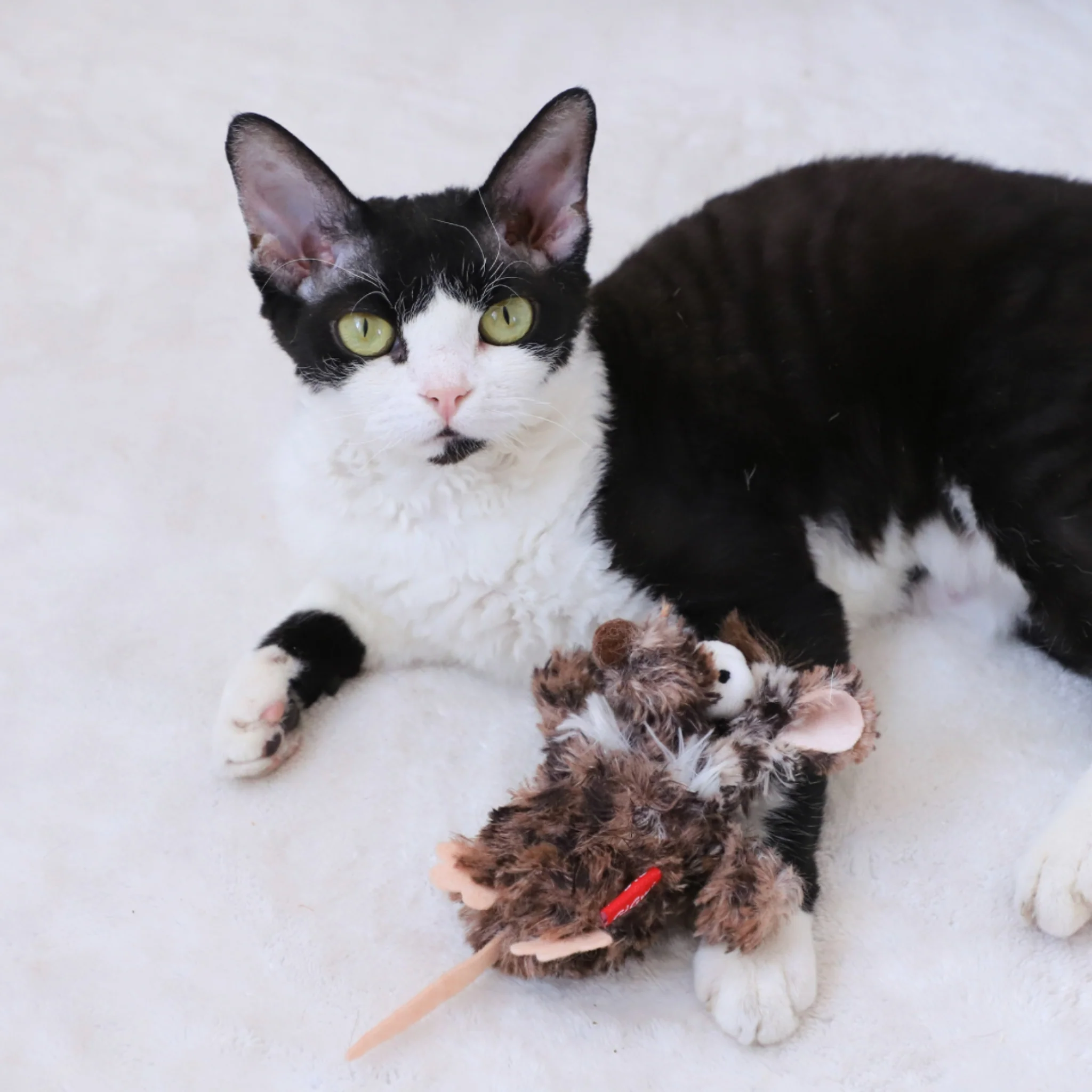 GiGwi Refillable Catnip –Juguete para Gatos con Catnip Recargable - Image 4