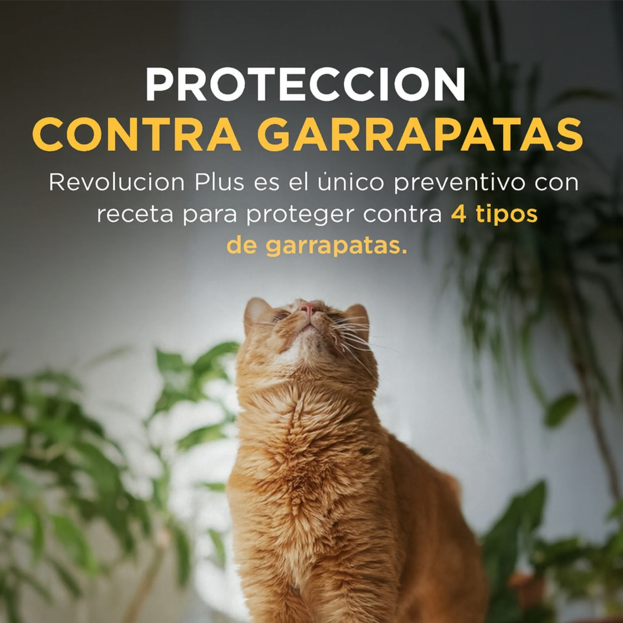 REVOLUTION® PLUS – Protección total antiparasitaria para gatos - Image 4