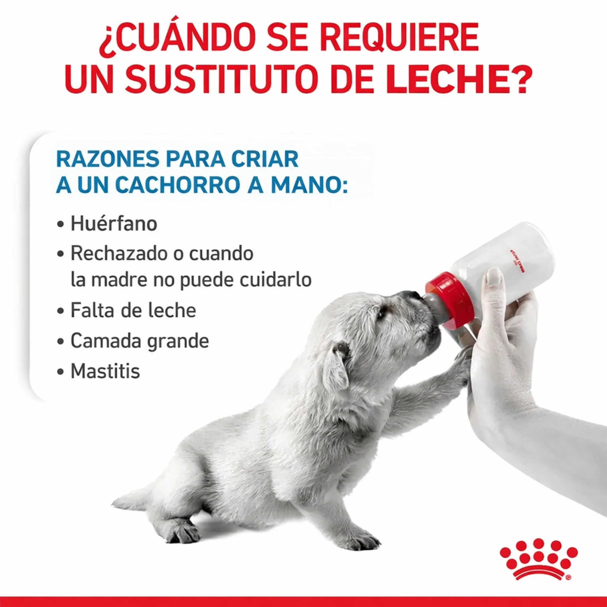 Royal Canin Babydog Milk –Sustituto de Leche para Cachorros (0-2 meses) - Image 3