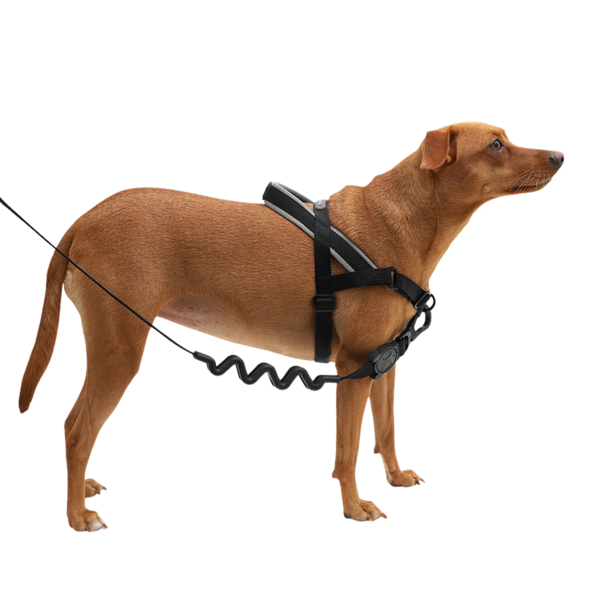ZeeDog Gotham Softer Walk Harness – Arnés Anti-tirones - Image 3